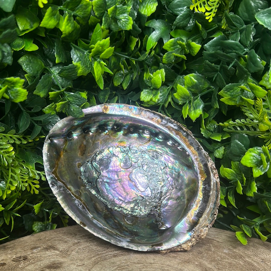 Medium Abalone Shell